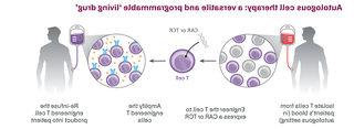 Cell therapy: Diagram of T cells collected from the blood, engineered to recognise and eradicate disease, then reintroduced