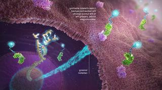 illustration of a radioconjugate drug targeting vectors on tumour cells. The radioactive isotope is delivered directly to the cancer cell.